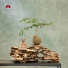 TIỂU CẢNH THIỀN MN0226