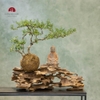 TIỂU CẢNH THIỀN MN0226