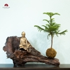 TIỂU CẢNH THIỀN MN0242