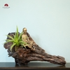 TIỂU CẢNH THIỀN MN0242
