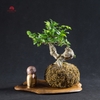 TIỂU CẢNH THIỀN MN0097
