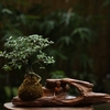 TIỂU CẢNH TCNA0041