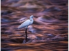 Fujifilm GF 500mm f/5.6 R LM OIS WR - Chính Hãng