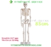 Mô hình xương người cao 85cm