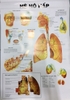 Tranh giải phẫu 13 tờ ( xuất bản 1998)