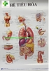 Tranh giải phẫu 13 tờ
