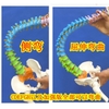 Mô hình đốt sống 85cm