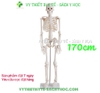 Mô hình xương cao 170cm