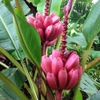 Cây chuối tây