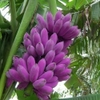 Cây chuối tây