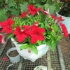 Hoa dạ yến thảo