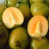 Cây hồng ngâm