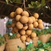 Cây nhãn lồng