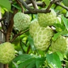 Giống cây na quả ngọt