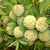Giống cây na quả ngọt
