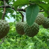 Giống cây na quả ngọt