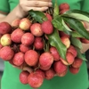Cây vải thiều