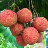 Cây vải thiều