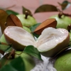 Cây vú sữa
