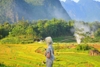 Kinh nghiệm du lịch mùa lúa chín Pù Luông: Săn mùa vàng đẹp nhất xứ Thanh