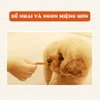 Thanh gà - Sợi gà sấy dẻo Doggyman 80g