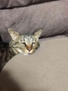 Cỏ Bạc Hà Catnip cho Mèo hình Bơ, Quả Trứng