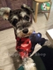 Áo Hoodie Cá Mập Cho Chó Mèo