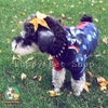 Áo Hoodie Cá Mập Cho Chó Mèo