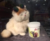 Khăn ướt Purry vệ sinh mắt và tai cho Chó Mèo