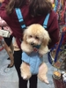 ĐỊU DA DÀNH CHO CHÓ MÈO