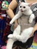 ĐỊU DA DÀNH CHO CHÓ MÈO