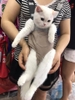 ĐỊU DA DÀNH CHO CHÓ MÈO