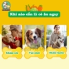 Bánh Quy Rau Củ Cho Chó Doggyman 160g