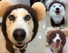 Áo Bông Gấu Nâu Cho Chó To