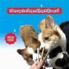 Que dai da bò hương sữa Doggyman 120g