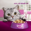 Thức ăn hạt khô cho mèo nhỏ Whiskas Junior