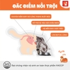 Hạt Cat's Eye dành cho mèo mọi lứa tuổi