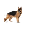 Hạt Royal Canin Maxi Adult cho dòng chó lớn trưởng thành 10kg
