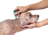 Frontline Plus for Dogs - Nhỏ gáy trị ve rận cho chó con từ 8 tuần tuổi