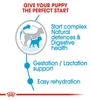 Thức ăn hạt  cho chó mẹ mang thai và chó con đến 2 tháng tuổi - Royal Canin Mini Starter Mother & BabyDog