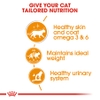 Pate cho Mèo hỗ trợ đẹp da và lông - Royal Canin Intense Beauty