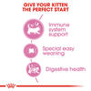 Hạt Royal Canin Mother & BabyCat cho Mèo bầu và Mèo con dưới 4 tháng tuổi