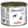 Pate Royal Canin dành cho chó mèo Recovery hỗ trợ phục hồi 195g