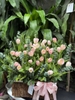 chau-30-bong-tulip-hong-phan