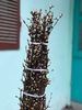 anh-dao-nhat-ban-size-90cm-canh