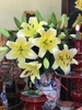 ly-vang-u-bo-5-canh-5-7-tai