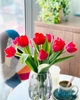 tulip-do-bo-10-bong-nguyen-cu