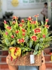 chau-hoa-tulip