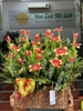 chau-hoa-tulip