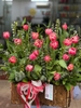 lang-hoa-tulip-kep